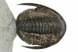 Amazing Cornuproetus Trilobite - Rock Removed Under Shell #230522-2